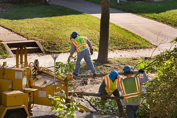 Residential Tree Removal in Spring Valley, CA